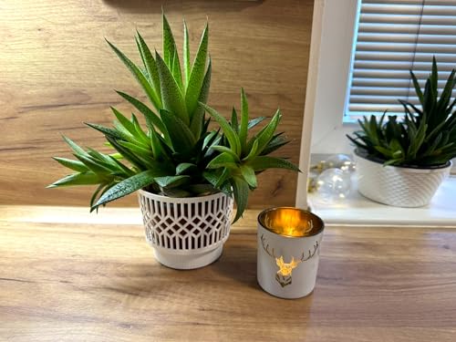 Kimmel Macetero clásico de 11 cm, Color Blanco, Juego de 3... - Jouets & Jeux Amazon Espagne à 7.28€