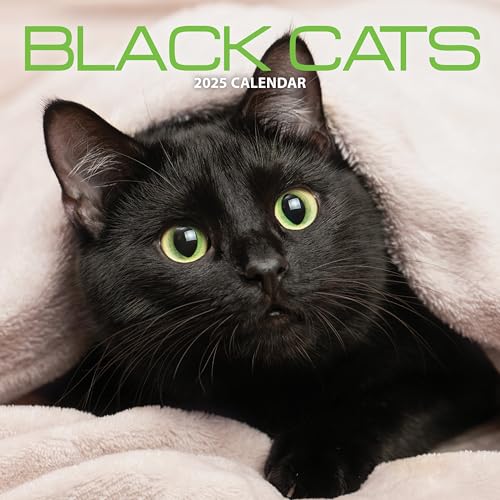 Black Cat Kalender 2025 - Pet Supplies Amazon Germany à 9.27€
