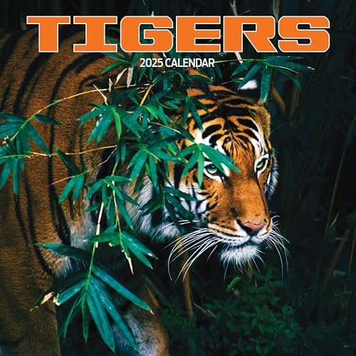 Tiger Kalender 2025 - Bon plan à 8.33€