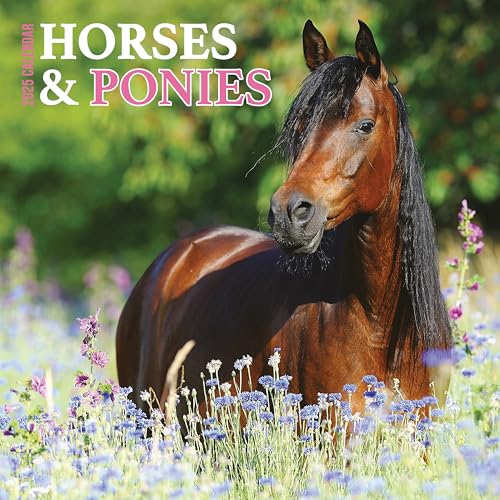 Calendario 2025 con cavalli e pony - Amazon Italy à 18.24€