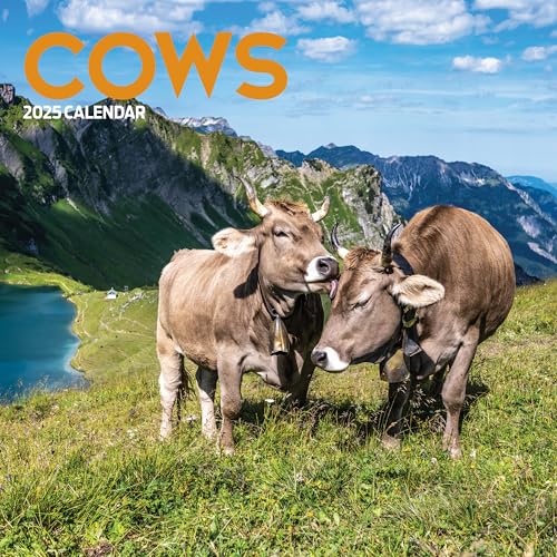 Cows 2025 Calendar - Fournitures Bureau en promo à 2.84€
