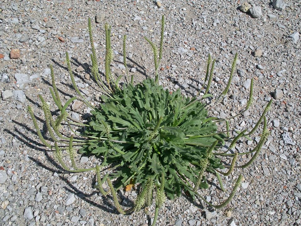 ERBA STELLA O MINUTINA (PLANTAGO CORONOPUS) NR.300 SEMI - Jardin & Extérieur Amazon Italie à 2.20€
