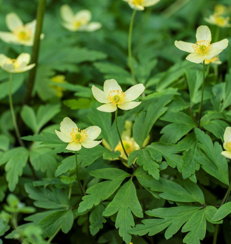 Leipziger Buschwindröschen - Anemone lipsiensis - lebende... - Jardin & Extérieur Amazon Allemagne à 17.99€