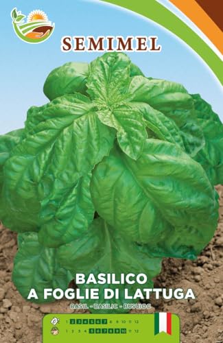 Basilico a Foglia di Lattuga Vigoroso e Profumato Pianta... - Jardin & Extérieur Amazon Italie à 2.40€