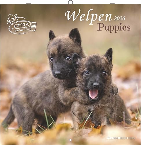 Alpha Edition - Welpen Kalender 2026 – Wandkalender 30x30... - Sports & Fitness Amazon Allemagne à 4.16€