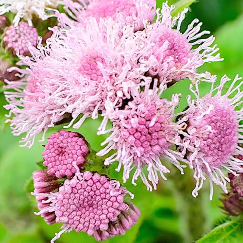 PlantiCo Rosa Mexikanisches Leberbalsam Samen 0,25g... - Jardin & Extérieur Amazon Allemagne à 3.00€