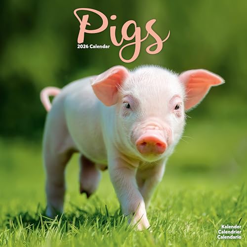 Pigs 2026 Calendar | Square Wall Calendar | Farm Animal... - Pet Supplies Amazon UK à 2.74€