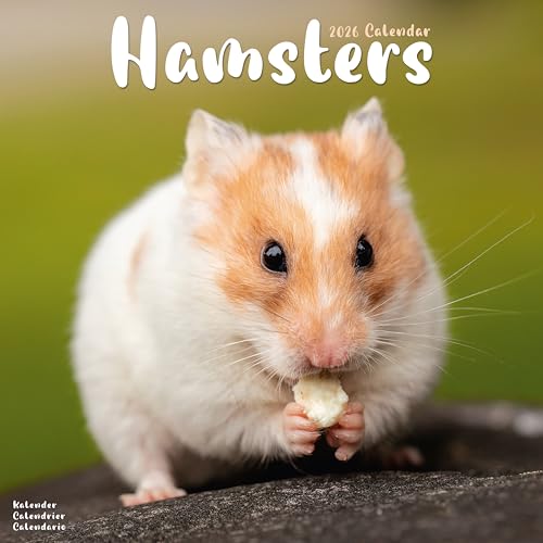 Hamsters 2026 Calendar | Square Wall Calendar | Animal Gift... - Amazon Royaume-Uni à 2.74€