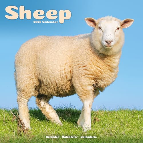 Sheep 2026 Calendar | Square Wall Calendar | Farm Animal... - Pet Supplies Amazon UK à 2.74€