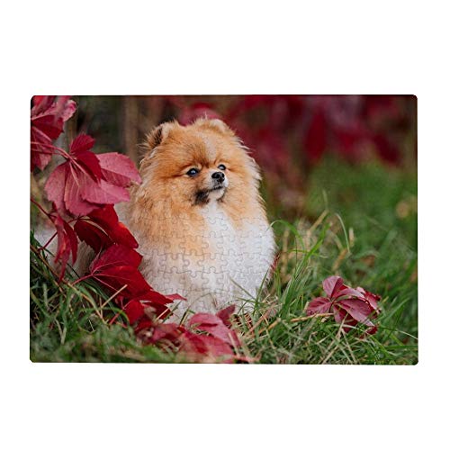 2000-teiliges Puzzle für Erwachsene – Deutscher Spitz, 70 x... - Jouets & Jeux en promo à 39.00€