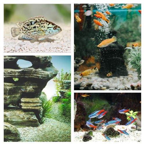 Patapalooza Grava Blanca Decorativa, Ideal para Jardines... - Jardin & Extérieur Amazon Espagne à 3.07€