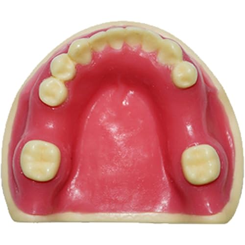 Luxylei Modelo Dental Faltante, Modelos De Enseñanza... - Jardin & Extérieur Amazon Espagne à 4.99€