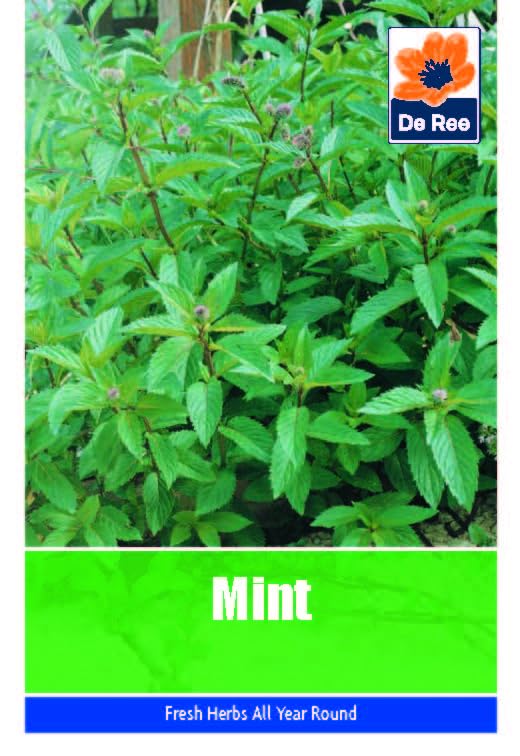 Vegetable Seeds for Growing Mint 270 Seeds Grow Your Own... - Jardin & Extérieur Amazon Royaume-Uni à 1.99€