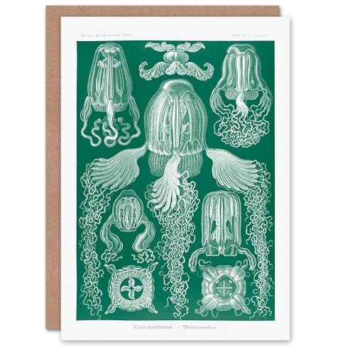Artery8 Ernst Haeckel Art Card Cubomedusae Jellyfish Species - Auto & Motorcycle Amazon UK à 2.01€