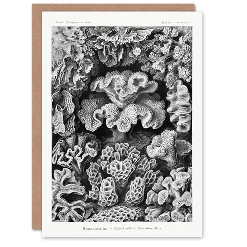 Artery8 Ernst Haeckel Art Card Hexacorallia Vintage Coral... - Auto & Moto Amazon Royaume-Uni à 1.98€
