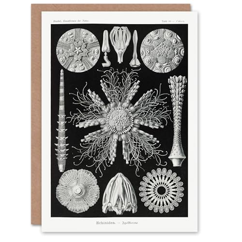 Artery8 Ernst Haeckel Art Card Echinidea Sea Urchin Species - Auto & Moto Amazon Royaume-Uni à 2.22€