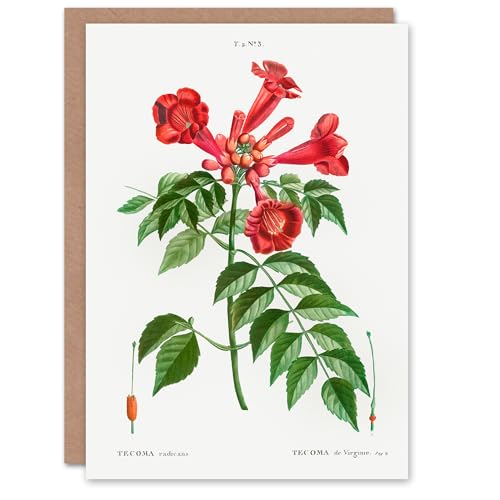 Artery8 Pierre-Joseph Redouté Art Card Trumpet Vine Flowers - Animalerie en promo à 1.98€