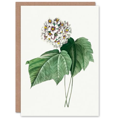 Artery8 Pierre-Joseph Redouté Art Card White Dombeya Amelia... - Garden & Outdoor Amazon UK à 1.95€