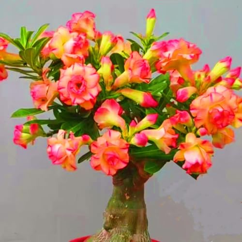 Seltene Wüstenrose Winterhart WüStenrosenknolle Winterhart... - Jardin & Extérieur Amazon Allemagne à 1.50€