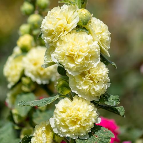 Hollyhock 'Double Yellow' Seeds – Tall Cottage Garden... - Jardin & Extérieur Amazon Royaume-Uni à 1.49€