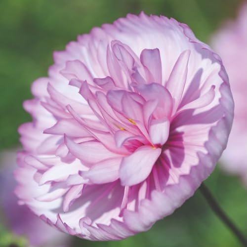Cosmos ‘Cupcakes Blush’ Seeds – Half-Hardy Annual, Soft... - Jardin & Extérieur Amazon Royaume-Uni à 1.99€