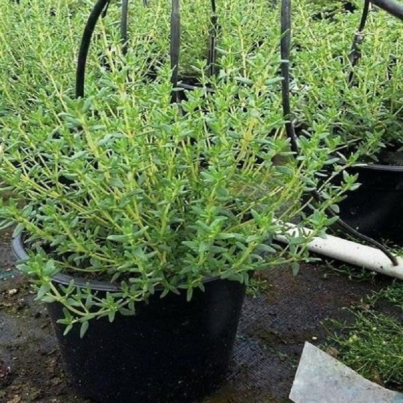 Pianta Timo - Jardin & Extérieur Amazon Italie à 2.59€