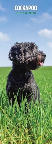 Cockapoo Kalender 2026, schmal - Bon plan à 11.16€