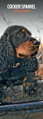 Cocker Spaniel Kalender 2026, schmaler Kalender - Vente Flash Amazon -71%