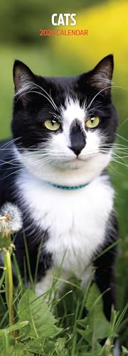 Dünner Kalender 2026 Katzen - Animalerie Amazon Allemagne à 8.44€