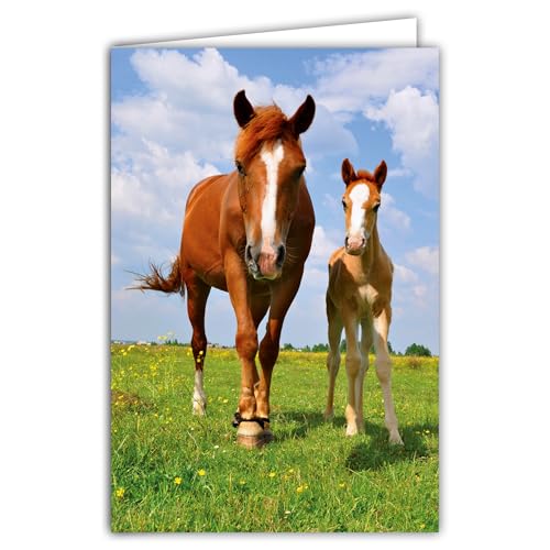 68-4030 Photo Card with Horses Mare Foal Mummy Baby Cute... - Baby & Nursery Amazon UK à 2.58€
