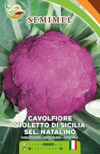 Semi di Cavolfiore Violetto di Sicilia Natalino, varietà... - Jardin & Extérieur Amazon Italie à 1.25€