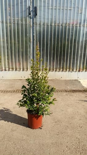 Planta Eugenia Myrtifolia Nuevo Puerto Florero CM 24 Altura... - Jardin & Extérieur en promo à 16.00€