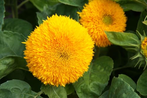 Gefüllte Sonnenblume Hohe Sonnengold Samen, Helianthus... - Jardin & Extérieur Amazon Allemagne à 2.00€